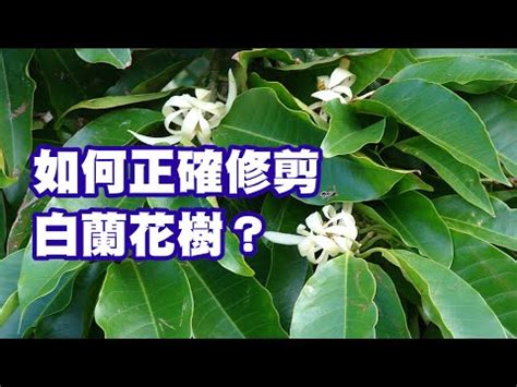 金玉蘭花種植禁忌|【金玉蘭花種植禁忌】金玉蘭花種植：解開它的風水奧。